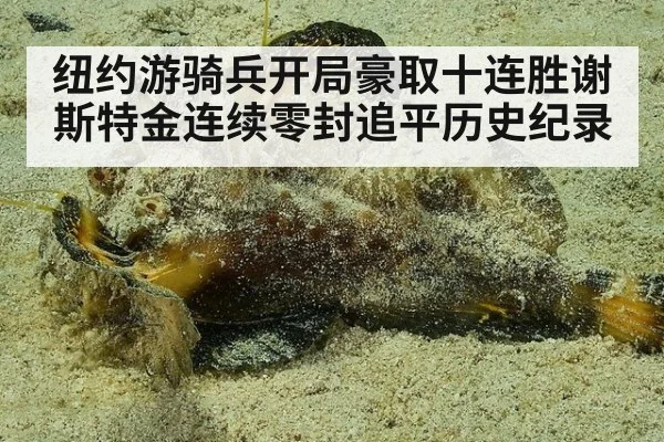 纽约游骑兵开局豪取十连胜谢斯特金连续零封追平历史纪录